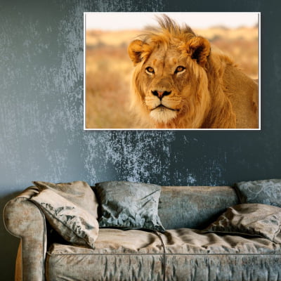Quadro decorativo Retrato de Leão no safari 