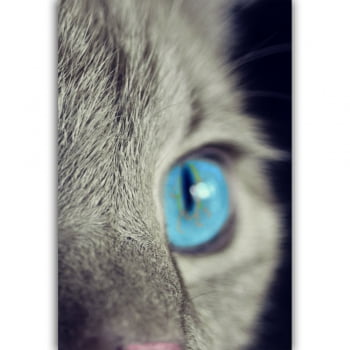 Quadro decorativo Olho de Gato